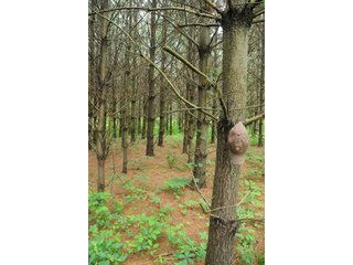 Property photo 29 - LAND AUCTION - 1,050+/- ACRES OFFERED IN 21 TRACTS PLUS 450+/- ACRE HUNTING LEASE IN MUSKINGUM COUNTY, OHIO